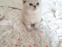 Scottish Fold Lynx Point Top Kafa