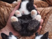 Cüce Tavşan Yavruları İstanbul Beyoğlu