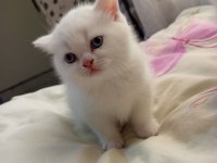 Kar Beyazı Scottish Fold Mavişler