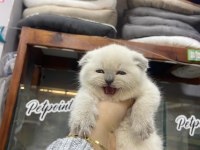 2 aylık scottish fold shorthair yavru kedilerimiz