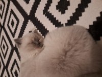 British Yavrularımız Teslime Hazır