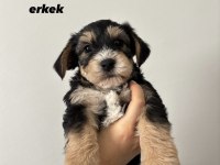 45 Günlük Morkie Yavruları - Evden Sağlıklı Bebekler