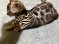 Full Şecereli Bengal Kedisi Yavrular