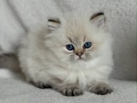 Yumuşak tüyleriyle blue point british longhair yavrumuz