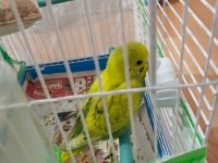 2 Tane Muhabbet Kuşu İkisi De Kafesiyle Beraber Verileccek