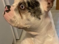 French Bulldog Blue Köpeğimiz