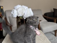 Scottish Fold Gri Yavrular