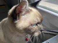 Blue Point Erkek 6 Aylık Kedimiz