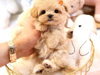 Maltipoo Cinsi Bebek Köpeklerim
