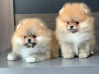 Ayı Surat Pomeranian Boo Yavruları