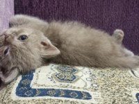 British shorthair kediler