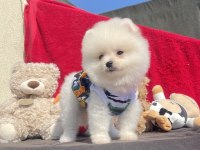 Ayı Surat Pomeranian Boo Yavrular