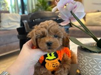 Bebek Suratlı Poodle Köpeğimiz Coffe