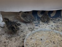 Karışık bıldırcın ve kafes