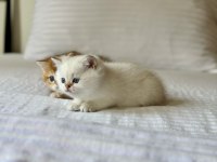 British shorthair golden point