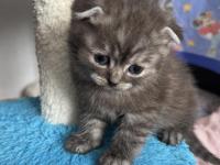 Gri scottish fold erkek