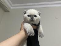 1 Yaşında Olan Scottish Blue Point Kedimiz Sahiplendirilecektir