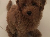 Kore Kan Red Brown Orjinal Poodle