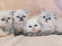 British Longhair Bayram Şekerleri