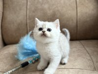 Özel Yetiştirilmiş Wcf Kayıtlı British Shorthair Yavru