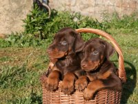 Show Kalite Doberman Köpekler