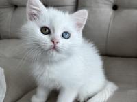 1 Gözü Mavi 1 Gözü Yeşil British