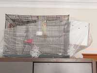 Acil Kafes Ve Yuvalık İçinde Çift Sultan Papağanı