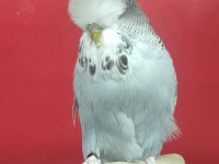 Show Muhabbet Kuşları