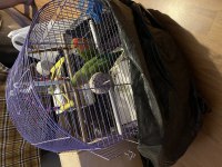 Çift Sevda Papağanı Komple Eşyalarıyla Kafesiyle Verilecek