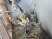 Yeni bebek yavru sultan papağanları