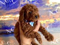 Toy poodle garantili köpekler