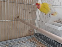 1 Ağız Yavru Alınmış Sevda Papağanı
