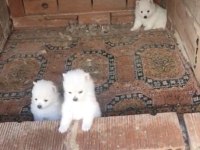 2 aylık erkek spitz