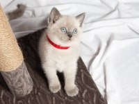 British Shorthair Sevimli Yavrular