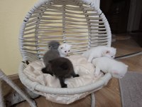 British Bebek British Shorthair Kediler