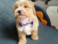 Tüy dökmeyen maltipoo yavrularımız
