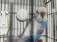 Jumbo Erkek Muhabbet Kuşu