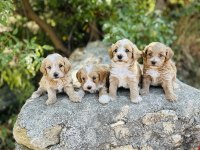 Ruhsatlı işletmeden f1 maltipoo bebekler