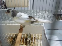 Erkek Malta Eğitici Kuştur