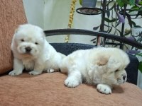 Mükemmel Chow Chow (Çin Aslanı) Yavrularımız