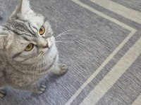 Ares'in Yavrusu Kedimiz