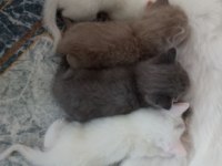 Renk Renk Erkek Ve Dişi British Shorthair Bebekleri