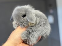 Hollanda Mini Ve Cüce Yavru Tavşanlar Her Yere Gönderim