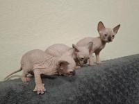 1 Aylık Sfenks Yavrular