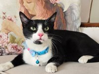 Ücretsiz Bebek Kedim