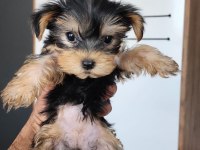 Yorkshire Terrier Yavrular 2.5 Aylık