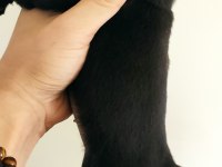 Orjinal Safkan A+ Kalite Pug Mops Yavrular