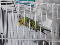 Yavru Muhabbet Kuşu