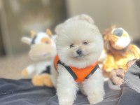 3 Aylık Ayı Surat Pomeranian Boo Yavrular