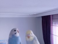 Oyuncu Yavru Muhabbet Kuşlar